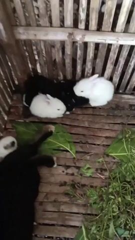 The video shows a close-up view of several rabbits inside a wooden hutch. There are at least two white rabbits and two black rabbits, all appearing to be young. The rabbits are huddled together on a wooden floor, with some green leaves scattered around them. One larger black rabbit is lying on its side in the foreground, with its head turned away from the camera, and a smaller rabbit is resting on its back. The hutch is made of rough, unfinished wooden planks. The lighting is dim, suggesting it might be indoors or in a shaded area. The camera is positioned above and to the side of the rabbits, looking down into the hutch.