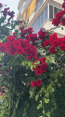 Red roses in full bloom spotted near residential building