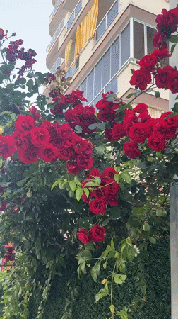 Red roses in full bloom spotted near residential building