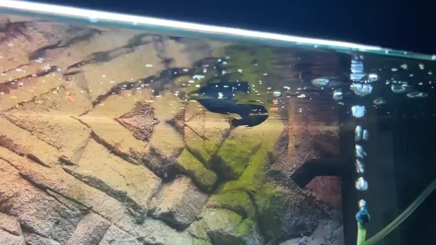 The video captures an underwater scene within an aquarium. Several small black fish, likely mollies, are swimming near the surface. The aquarium background features a textured rock formation, with patches of green algae or plant life visible. Bubbles are rising from the bottom of the tank, some congregating at the water's surface. The lighting creates a slightly murky, illuminated environment. One fish is positioned close to the camera, while others are further back, with reflections visible on the water's surface.
