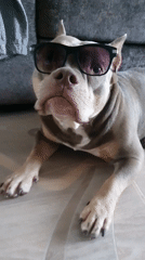 Pets in sunglasses trend spreads through Ulyanovsk social media