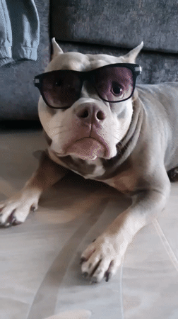Pets in sunglasses trend spreads through Ulyanovsk social media
