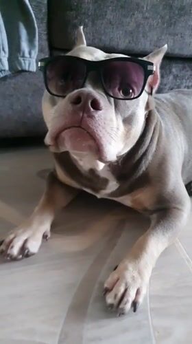 Pets in sunglasses trend spreads through Ulyanovsk social media