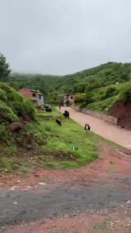 The video shows a hillside scene in a rural setting.  Several cows, some black and some black and white, are grazing on a grassy slope. A partially constructed building is visible in the background, along with a road made of stones. A person in a red shirt can be seen walking away from the camera on the road. The sky is overcast.