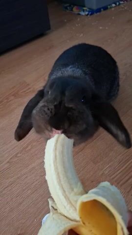 The video shows a medium shot of a small, dark brown lop-eared rabbit eating a banana. The rabbit is in the center of the frame, standing on a light brown wooden floor. The banana is being held by an unseen person off-screen. The rabbit is focused on eating the banana, its nose twitching as it nibbles. The banana is partially peeled, with the yellow skin visible. In the background, there is a dark object, possibly furniture, and a blue storage bin. The lighting is bright and the focus is sharp.