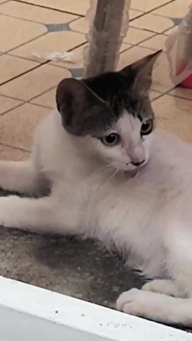 The video shows a white and gray cat lying on the floor, then it quickly moves out of frame. The environment appears to be indoors, with tiled flooring and some furniture visible.