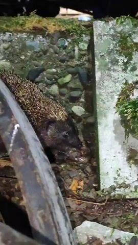 The video shows a hedgehog on the ground near a concrete structure and some rocks. The hedgehog is mostly obscured by its spines, but its snout and dark eyes are visible. It appears to be sniffing at something on the ground. The environment is damp and overgrown with moss and leaves. The lighting suggests it is dusk or nighttime.