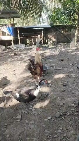 The video shows a rural outdoor scene with several chickens and a duck on the ground. A rooster with a light-colored body and a dark red chest stands in the center of the frame. In front of it, a black and white duck with a red face is partially lying down. To the right of the rooster, another rooster with dark red and black feathers stands facing away from the camera. In the background, there are structures that appear to be sheds or coops, along with trees and foliage. The ground is covered in dirt and scattered stones. The lighting suggests it is daytime.