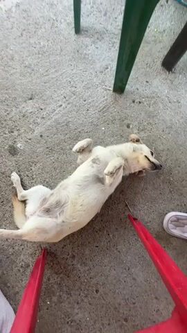 A dog is lying on its back on a concrete floor, with its legs in the air. A person's hand is reaching into the frame and petting the dog's belly. Red chair legs are visible in the foreground. There is also a green chair leg visible in the background and a white shoe partially visible in the background.