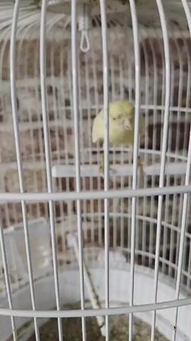 A close-up video shows a small, yellow bird perched on a white plastic perch inside a white wire birdcage. The bird opens its beak as if chirping or singing. The cage appears slightly dirty with seed husks and debris at the bottom. In the background, a brick wall can be seen. The lighting is indoor and slightly dim. The cage has a hook at the top, presumably for hanging. There is a water or seed container visible on the side of the cage.