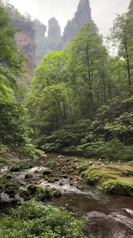 The video shows a lush forest scene with a stream flowing over rocks and moss-covered stones. Towering rock formations can be seen in the background, partially obscured by mist or low-hanging clouds. The vegetation is dense and green, with trees lining the stream and climbing the slopes. The water is clear and moves gently around the rocks. The overall impression is one of a tranquil and scenic natural environment.