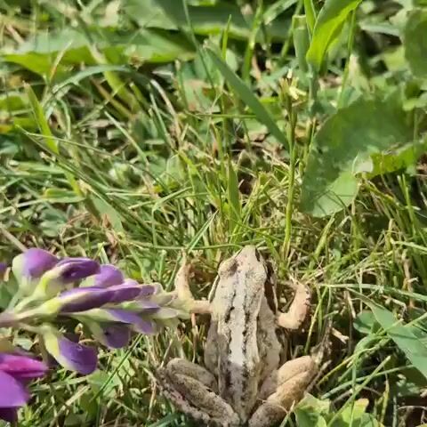 A close-up video shows a patch of green grass with some purple flowers in the foreground. In the middle of the frame, partially obscured by grass, a small, light-brown frog is visible. A hand enters the frame from the left and gently touches the purple flowers. The frog remains still throughout the brief recording. The environment appears to be outdoors on a sunny day.