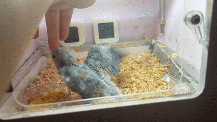Young parrot observed in care setup, Shunde District