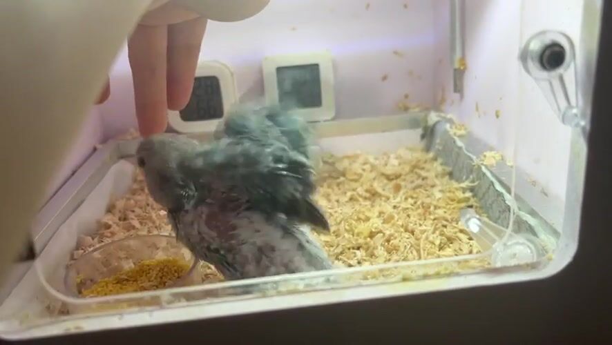 Young parrot observed in care setup, Shunde District