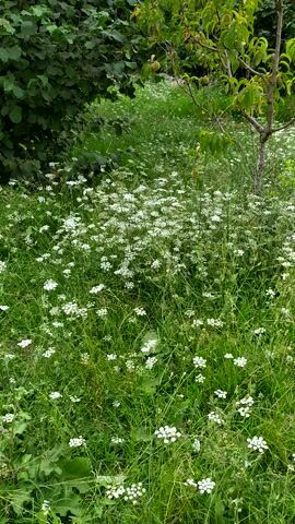 This is a video showing a grassy field filled with small white flowers. The camera is positioned at a low angle, looking upwards through the vegetation. In the foreground to the left, there is a tree with green leaves and some small green, unripe fruits. The tree's branches extend into the frame, and its trunk is visible. Behind the tree, more dark green foliage can be seen, likely other bushes or trees.

The main subject of the video is the expansive field of white wildflowers that dominates the center and right of the frame. The flowers are clustered together, creating a soft, white haze against the vibrant green of the grass and stems. The grass itself is tall and appears lush. The video pans slowly, allowing the viewer to take in the scene.

There are no people or distinct objects visible in the scene, aside from the natural elements of plants and fruits. The activity taking place is simply the natural growth and blooming of the flowers in a field.

The lighting suggests it might be daytime, likely late morning or early afternoon, given the brightness and even illumination. There are no obvious indicators of weather, but the lushness of the vegetation implies it has been or is currently experiencing favorable conditions, possibly after rain. The location cue provided is Mirzamammadgishlag, Azerbaijan, suggesting a rural or natural setting within that region. No text is visible in the video. The overall mood evoked by the scene is peaceful and natural.
