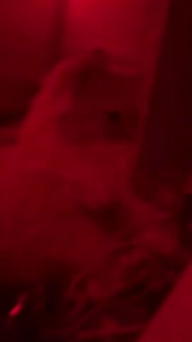 This is a close-up, vertically oriented video of a fluffy cat with amber eyes sitting in someone's lap. The lighting is predominantly red, casting a warm glow over the scene. The cat appears calm and is looking directly at the camera. The person's hands are visible, gently holding the cat, but their face is not clearly discernible due to the low light conditions and the focus on the animal. The background is dark and indistinct, further emphasizing the cat as the central subject.