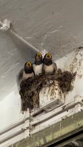 The video shows a nest containing three young birds, possibly swallows, perched on a muddy structure attached to a white ceiling. The nest is made of mud, straw, and possibly other natural materials. A bird with its wings spread hovers above the nest, potentially feeding the chicks. The chicks are looking up with open mouths. The environment appears to be indoors, possibly a building or a covered outdoor space, with electrical conduits visible on the ceiling. The chicks are mostly black and white, with some lighter coloration on their chests. The bird hovering above also appears to be black and white. The video is captured from a low angle looking upwards.