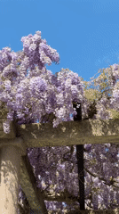Tourist captures wisteria blooms and scenic views in Sveti Stefan