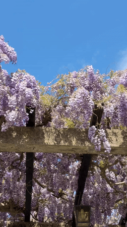 Tourist captures wisteria blooms and scenic views in Sveti Stefan