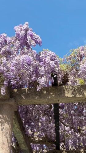 Tourist captures wisteria blooms and scenic views in Sveti Stefan