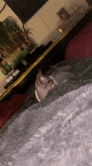 Clothed hairless pets captured playing at home in Germany