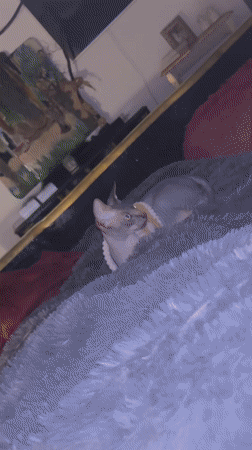 Clothed hairless pets captured playing at home in Germany