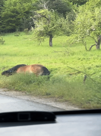 Horses graze roadside field in Bulgarian countryside