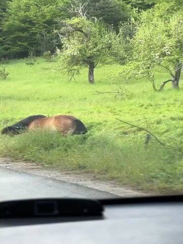 From inside a moving car, a brown horse with a dark mane is seen grazing in a grassy field alongside a road. In the background are trees and another horse. The car passes the horses.