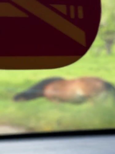 Horses graze roadside field in Bulgarian countryside