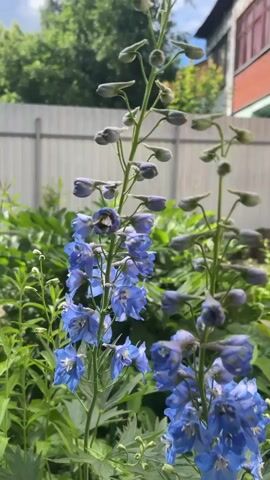 A bumblebee visits blue flowers in a garden on a sunny day. The flowers are tall with many small blooms. A wooden fence is in the background, and a building is visible to the right. The overall scene is lush and green with vibrant flowers.