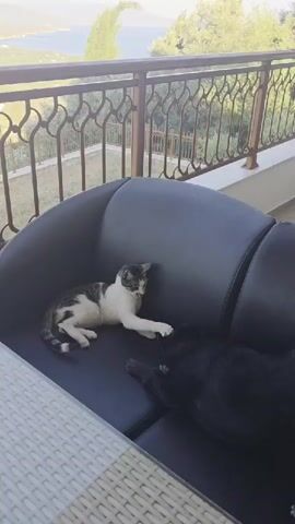 A tabby and white cat lies on a black leather couch, looking at a black dog that is also on the couch, with its head resting near the cat. The scene is outdoors on a balcony with a railing in the background and trees and water visible in the distance.