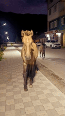 Horses roam a lit sidewalk in Naryn City at dusk