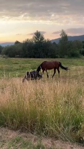 Two horses, one brown and one black, graze in a grassy field. The brown horse is standing and grazing, while the black horse is lying down in the grass. Tall, dry grass is in the foreground, partially obscuring the horses. In the background, there are trees and hills under a cloudy sky with hints of sunset colors.