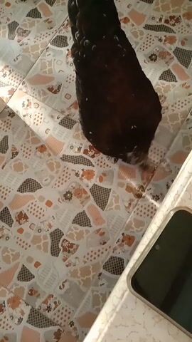 A black bird is perched on a counter. The bird is mostly visible, with its head and body taking up the majority of the frame. The bird appears to be wet. The counter has a tiled surface with a mosaic pattern of various colors and shapes. A phone is visible on the counter to the right of the bird. The lighting suggests an indoor environment.