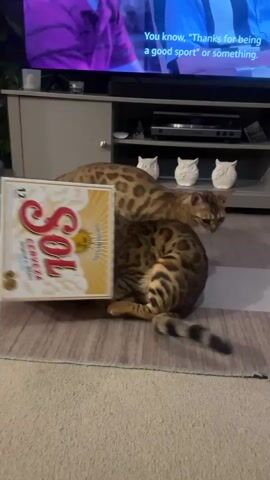 Two Bengal cats are playing with a cardboard case of Sol beer on a rug in a living room. One cat is laying on its back, batting at the beer case with its paws. The other cat is walking over the case, seemingly unconcerned with the other cat's antics. There is a TV in the background, showing a Hallmark movie, and a small table to the side with books and a plant on it.