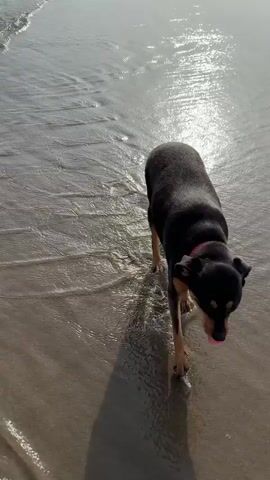 A black and tan dog walks along a sandy beach. The dog is wearing a red collar. The water is shallow and reflects the sunlight. The dog casts a long shadow. The dog walks from right to left in the frame.