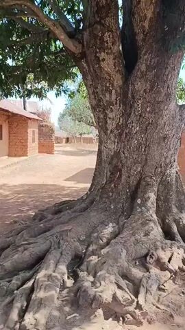 The video opens with a close-up view of a large tree trunk with prominent roots, followed by a pan up to show its branches and green leaves against a blue sky. The camera then shifts to reveal a pair of adjacent mud brick buildings with corrugated metal roofs, connected by a doorway. Finally, a bald man in a light blue robe walks into the frame, holding a camera and facing the buildings. The setting appears to be a rural or village environment with dirt ground.