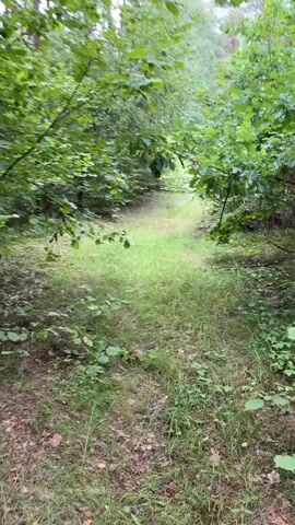 This is a POV video of someone walking along a narrow dirt path through a dense forest. The path is overgrown with grass and weeds. Tall trees with green leaves line both sides of the path, creating a canopy overhead. The light filtering through the leaves suggests it is daytime, possibly overcast. The camera is held low, close to the ground, giving a sense of movement and immersion. The video is short and does not feature any people or discernible objects other than the natural environment.