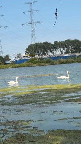 The video displays an outdoor scene on a sunny day. In the foreground, there is a body of water covered with green algae. Two white swans are swimming in the water. In the background, there is a large blue barge on the water, and beyond that, a line of green trees. A tall, metal electricity pylon is visible against a clear blue sky, and power lines stretch across the frame. Dangling from one of the power lines, a dark figure, possibly a person, is suspended in the air.