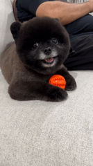 Small dog plays with orange ball in Thai home