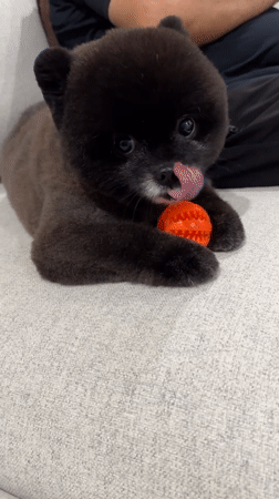 Small dog plays with orange ball in Thai home