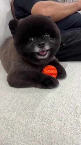 Small dog plays with orange ball in Thai home