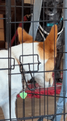 Dogs observed resting in wire crate in Tel Aviv