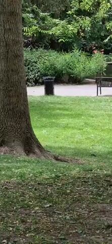 Here's a description of the video:

The video showcases a tranquil park setting with a pond as its centerpiece. The camera pans from left to right, revealing more of the pond and its surroundings.  A lush green lawn stretches across the foreground, partially shaded by trees. The base of a large tree is visible on the left. A trash bin stands near a paved walkway that runs along the pond's edge.  Several ducks are clustered at the pond's edge, some near two park benches that face the water. The pond is surrounded by greenery, including bushes and trees, creating a natural border. In the distance, hints of buildings suggest the park is located in an urban or suburban area.