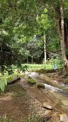 A narrow channelized stream flows through a lush, green forest. The water is clear and appears to be moving at a moderate pace, with small ripples visible on its surface. Large, smooth stones are embedded in the stream bed, creating a slightly uneven path for the water. The surrounding environment is dense with vegetation, featuring tall trees with full canopies that cast dappled shadows on the ground. The ground itself is covered in a mixture of dirt, fallen leaves, and small stones. A path runs alongside the stream, made of packed dirt and small pebbles. In the background, a sign with some text and an image is partially visible, attached to a pole or tree. The overall atmosphere is tranquil and natural.
