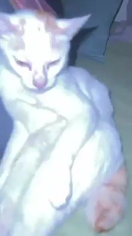 A white cat with orange patches on its head and tail is sitting on a bed. The cat is in a hunched posture and scratches its neck with its hind leg. The background includes a bed with green sheets and gray pillows. The lighting is somewhat dim, causing the cat's fur to appear slightly overexposed.