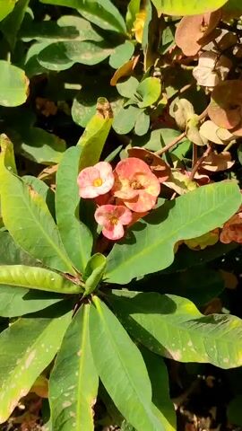 The video shows a close-up of a plant with green leaves and small, pink and orange flowers with yellow centers. The plant is outdoors and lit by sunlight. The camera slightly zooms in on the flowers. The plant also features sharp thorns at the base of each leaf group.