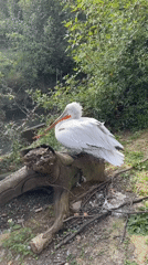 Pelican and black swan spotted in Sochi park