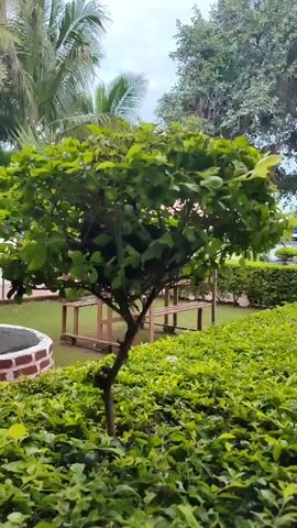 The video shows a short, leafy tree with a dense, round canopy. The tree is in the foreground, with its trunk leaning slightly to the right. The tree is surrounded by a thick hedge of smaller, green plants. In the background, there is a wooden structure with a bench or table, and further in the distance, more greenery and trees. The sky appears overcast.