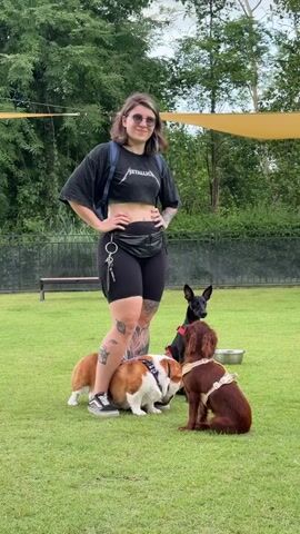 A person stands on a grassy lawn, looking at four dogs. The person is wearing a black cropped t-shirt, black shorts, and sneakers. They have a backpack and a fanny pack. The dogs are two corgis, a black greyhound, and a brown dog. One corgi is partially under the person's leg. The other corgi is in front of the person's leg. The greyhound is behind the person. The brown dog is in front of the person. The dogs appear to be interacting with each other and looking at the person. There are trees in the background and a fence behind the dogs.